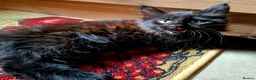 Maine Coon cats for sale: Pure Maine Coon Kittens - Denis & Doris in Huddersfield - Advert 5