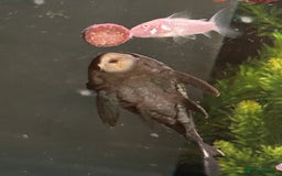 Sharks fish for sale: Tropical fish tank  - Image 4