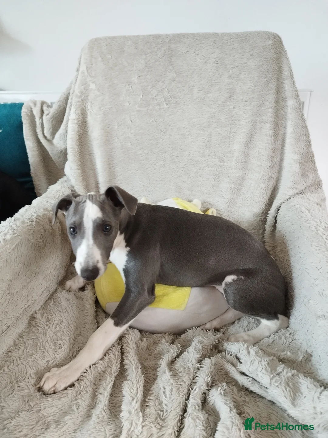 Whippet dogs for sale: Show quality KC reg pups - Advert 2