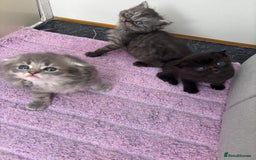 Mixed Breed cats for sale: 5 kittens - Image 27