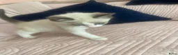 Ragdoll cats for sale: Beautiful ragdoll kittens - Advert 18