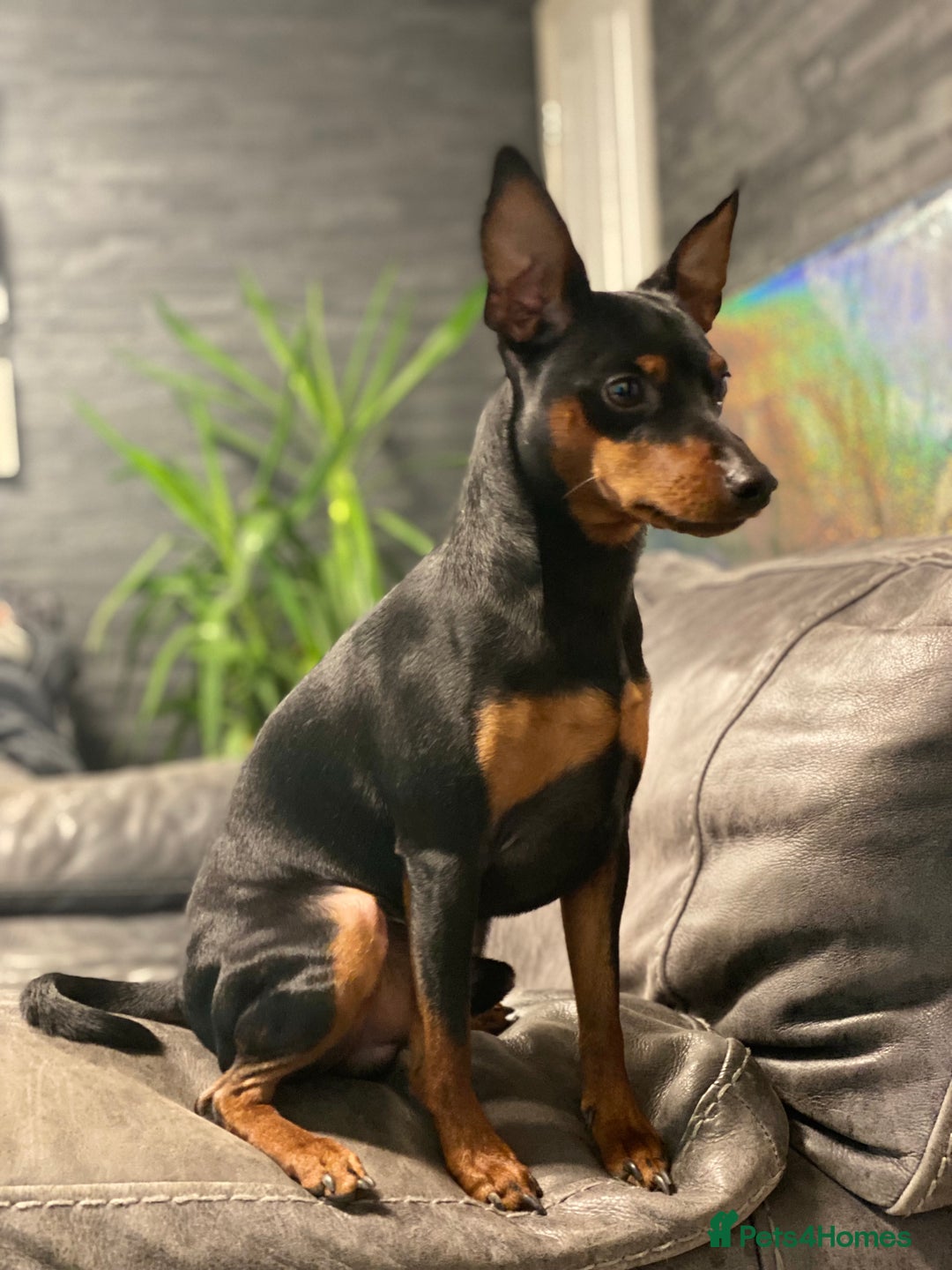 Miniature Pinscher dogs for sale: Pure 100% Miniature Pinscher-Licensed Breeder🐾❤️  - Image 14