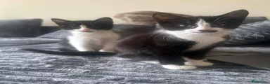 Mixed Breed Kitten 3