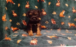 Border Terrier dogs for sale: Black and tan chunky border terrier puppys - Image 5