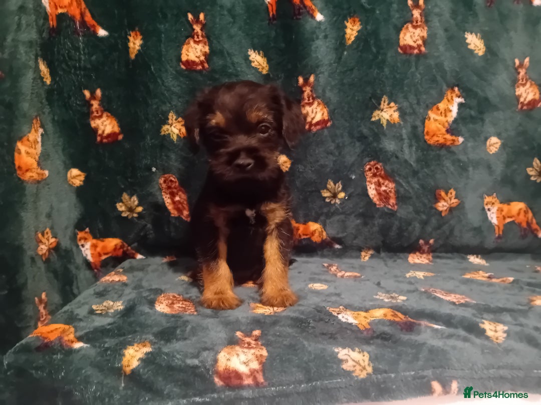 Border Terrier dogs for sale: Black and tan chunky border terrier puppys - Image 5