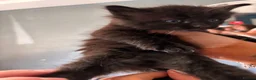 Mixed Breed cats for sale: Beautiful Fluffy Kittens - Advert 5
