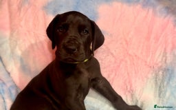 Great Dane dogs for stud: Solid Black Great Dane Stud KC Reg & Health tested - Advert 7