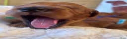 Goldendoodle dogs for sale: 🐾Lovely Fox Red F1 Mini Goldendoodles🐾 - Advert 18
