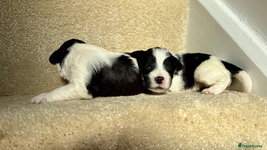 Lhasapoo dogs for sale: 9 stunning lhasapoo’s  - Image 21