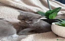 Maine Coon cats for sale: Adorable Blue Maine coon kittens - Image 10
