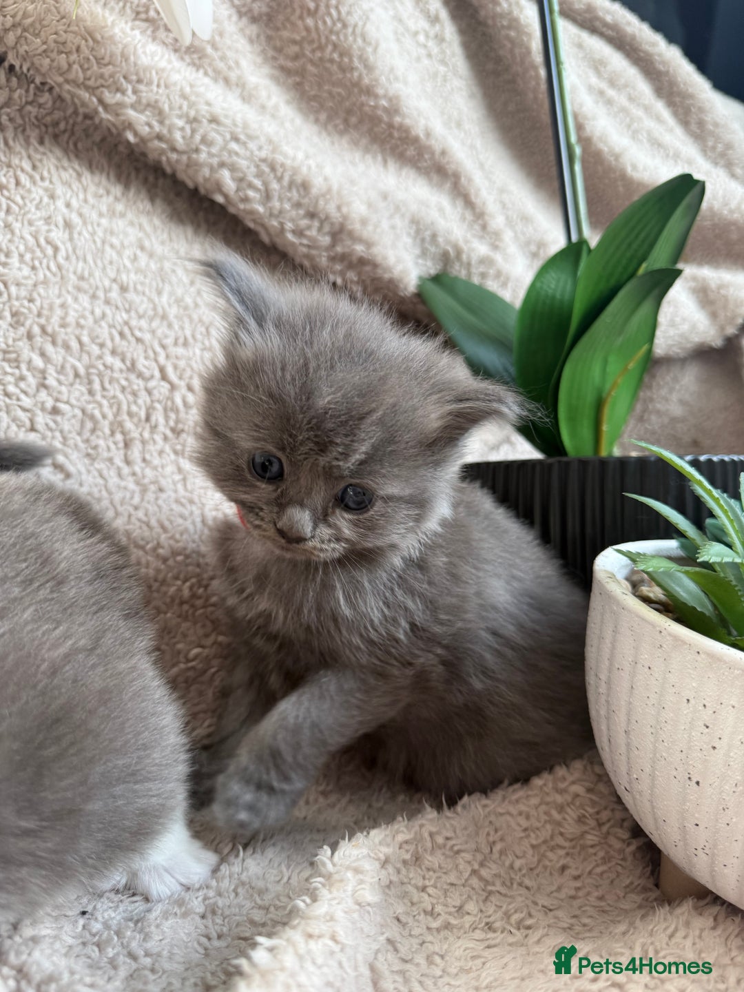 Maine Coon cats for sale: Adorable Blue Maine coon kittens - Image 10