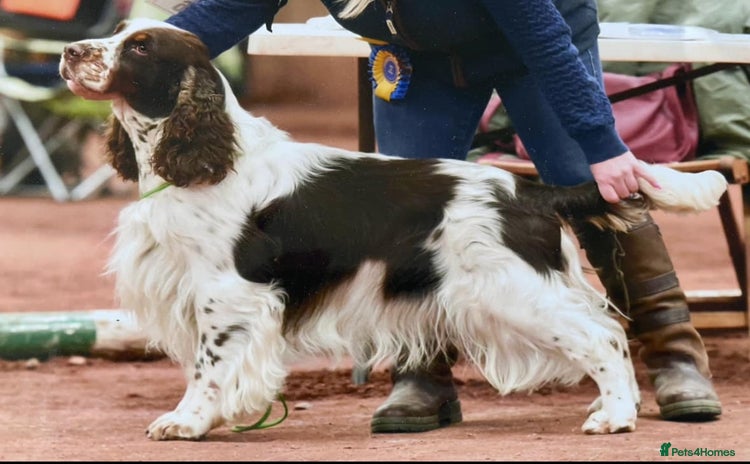 English Springer Spaniel dogs - Advert 15