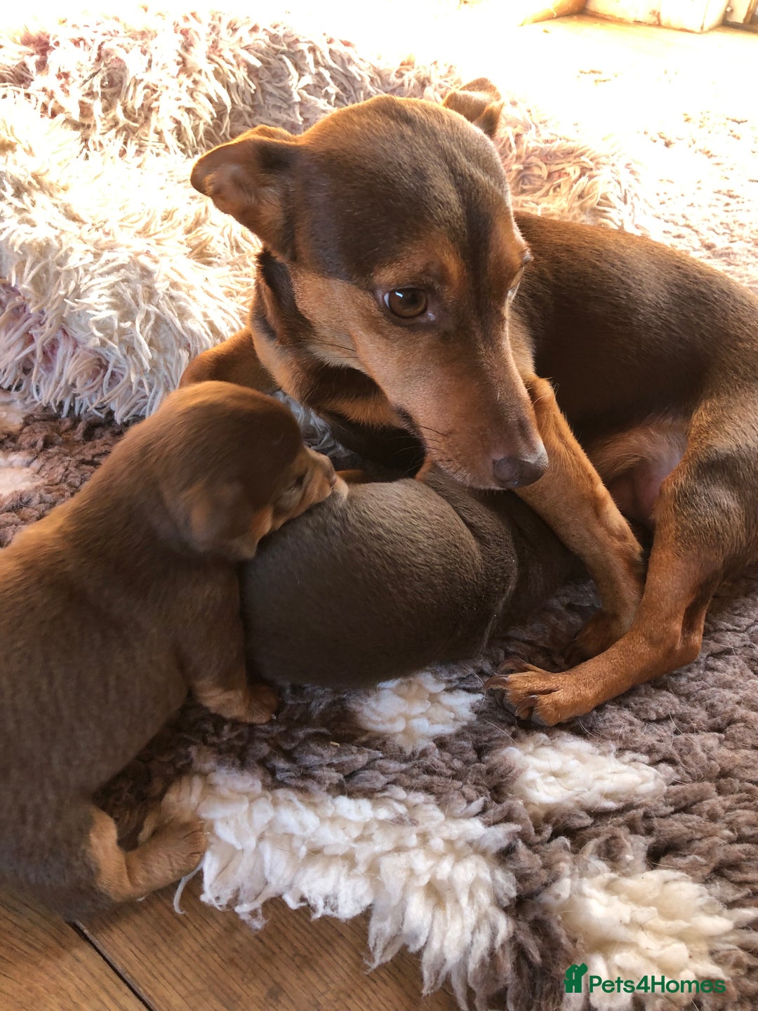 Jack Russell dogs for sale: Stunning chocolate miniature jack russell pups  - Advert 5