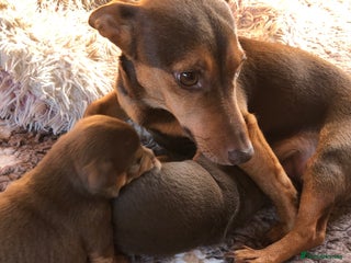 Jack Russell dogs Stunning chocolate miniature jack russell pups - Advert 5