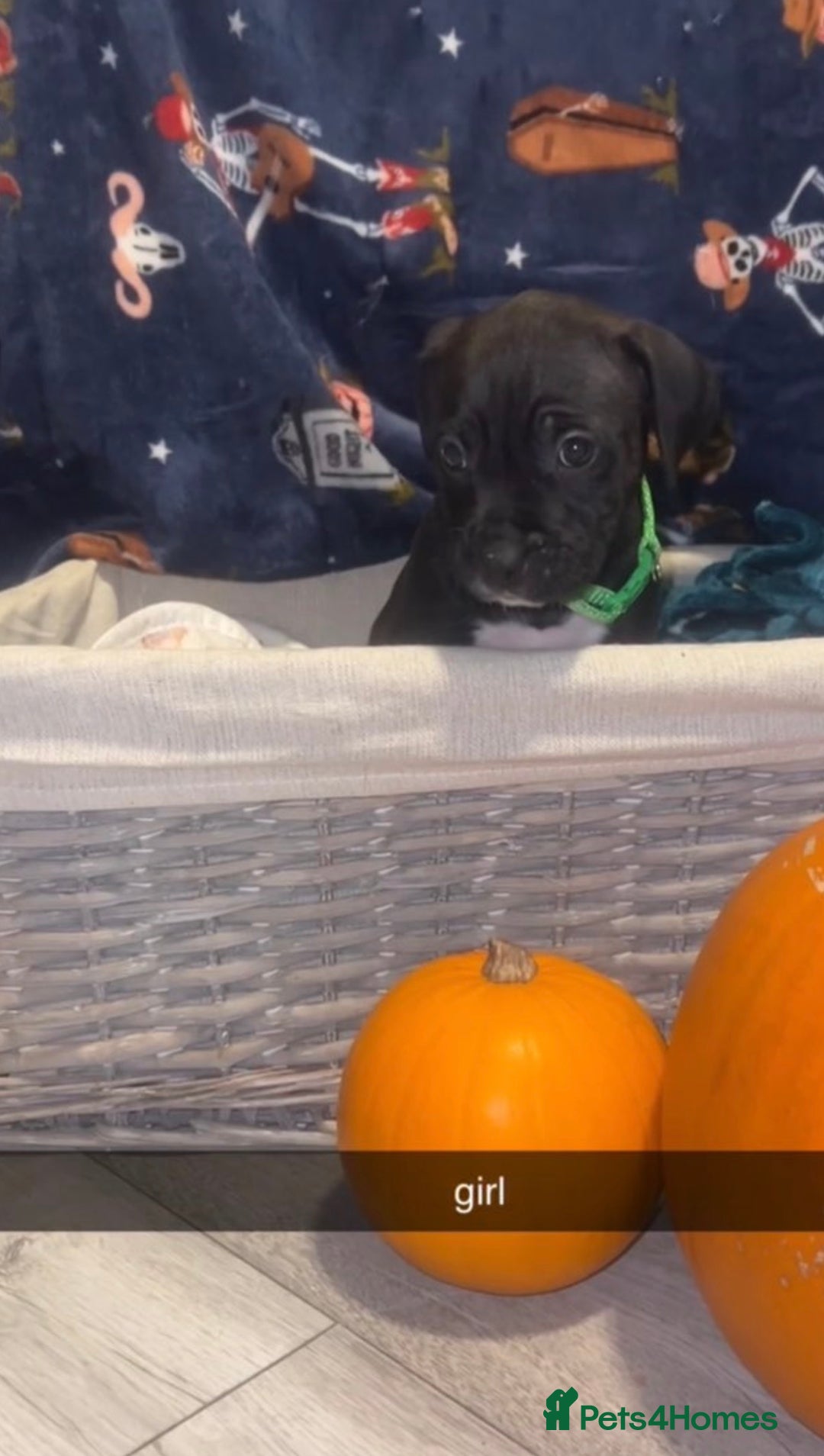 Mixed Breed dogs for sale: 8 beautiful pups for sale  - Image 3