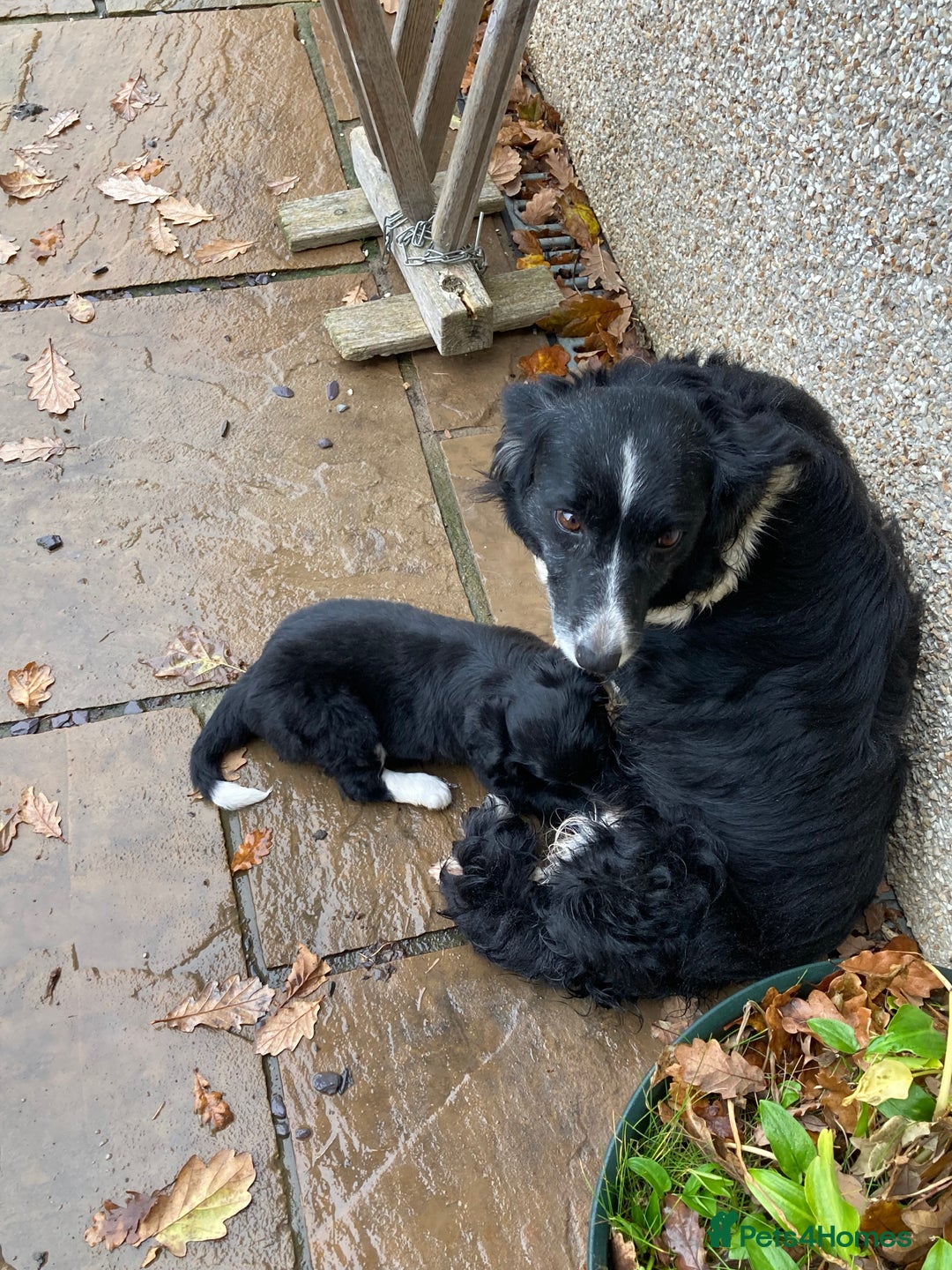 Sprollie dogs for sale: Male Sprollie Pup - Advert 1