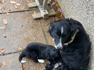 Sprollie dogs Male Sprollie Pup - Advert 1