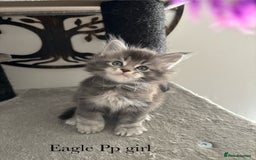 Maine Coon cats for sale: Stunning poly/non poly Maine coin kittens - Image 2