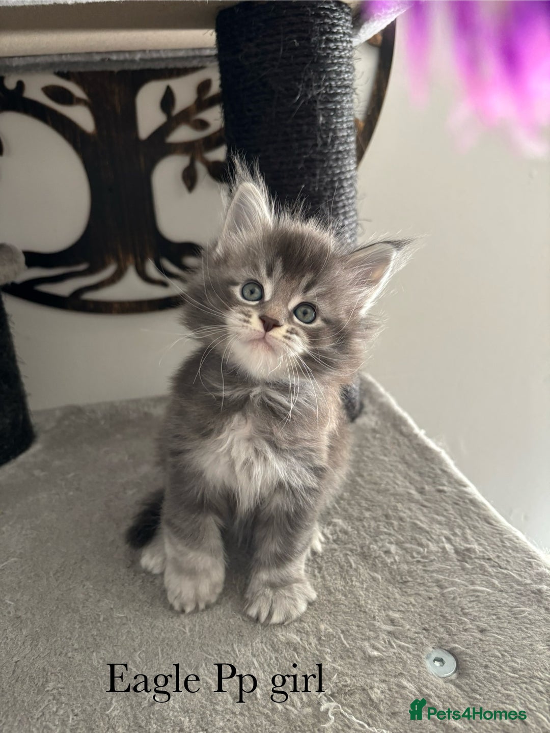 Maine Coon cats for sale: Stunning poly/non poly Maine coin kittens - Image 2