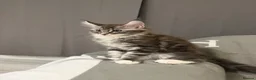 Maine Coon cats for sale: ❤️❤️ONLY ONE LEFT❤️❤️ Maine Coon Kittens for sale - Advert 14