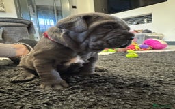 Neapolitan Mastiff dogs for sale:  Neapolitan mastiff puppies Newcastle  - Image 4