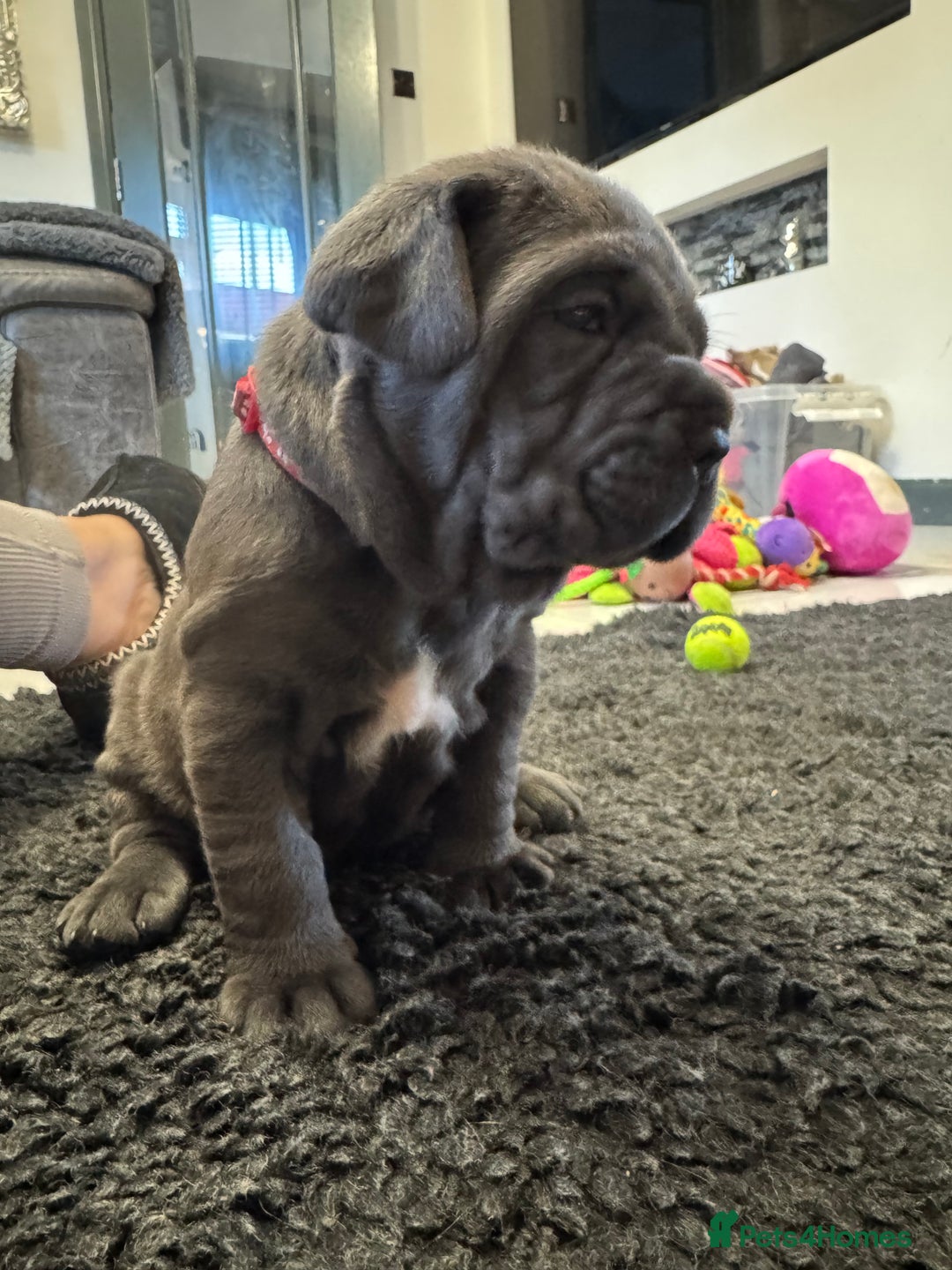 Neapolitan Mastiff dogs for sale:  Neapolitan mastiff puppies Newcastle  - Image 4