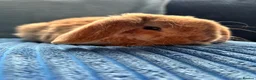 Mini Lop rabbits for sale: 🦋Pure Breed Mini plush lop 🦋 in Halstead - Advert 31