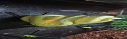 Python Snake reptiles for sale: 1 x Male & 1 x female Green Tree Python - Advert 6