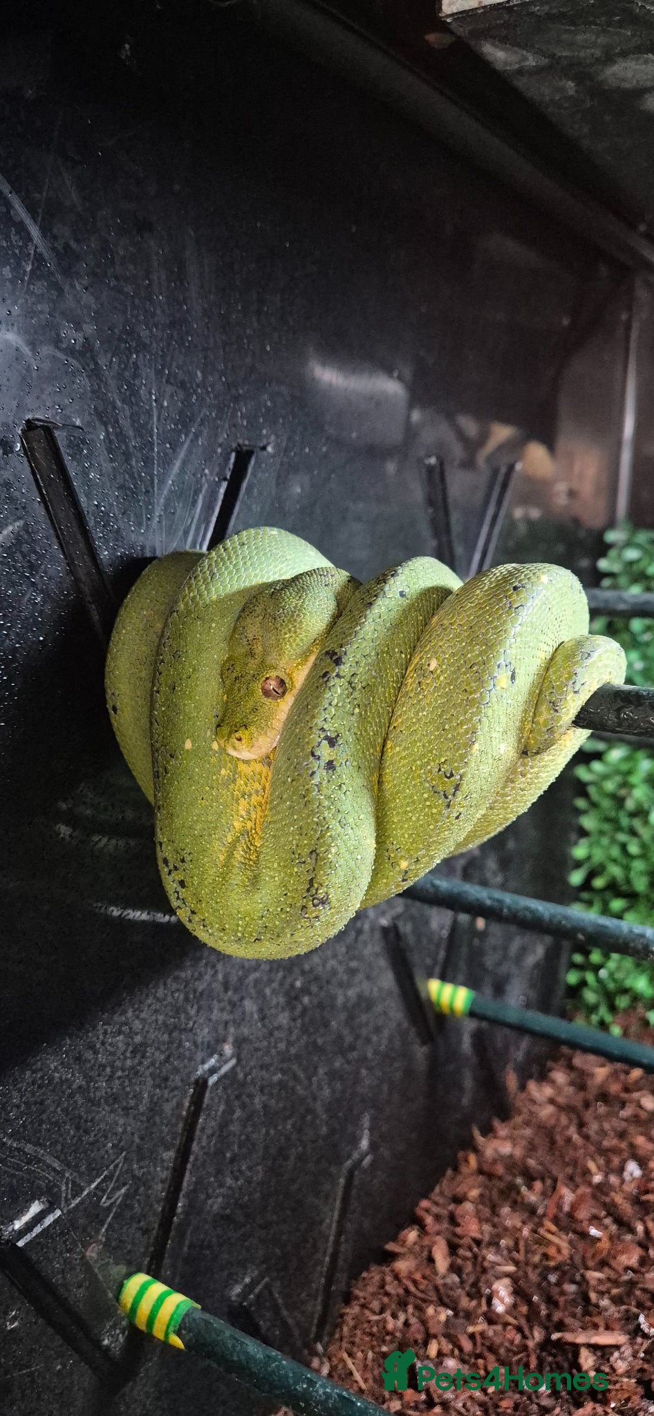 Python Snake reptiles 1 x Male Green Tree Python - Advert 3