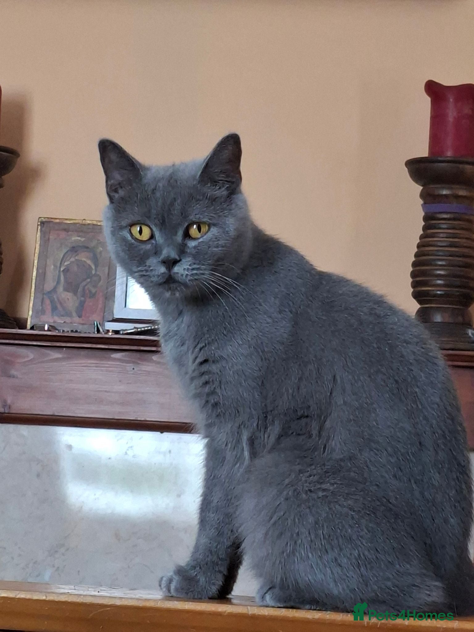 British Shorthair cats British B.S.H. 3 boys for sale - Advert 1