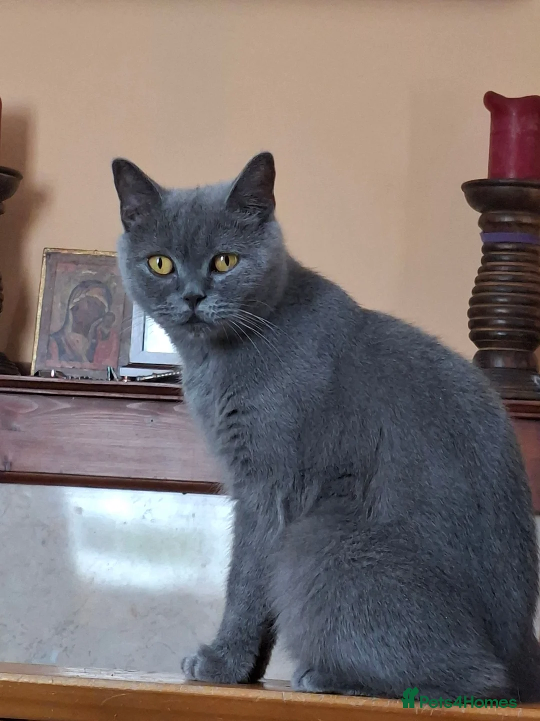 British Shorthair cats for sale: British B.S.H. 3 boys for sale - Advert 1