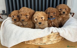Labradoodle dogs for sale: ⭐️ Stunning F1b Labradoodle Puppies KC Parents ⭐️ - Image 2