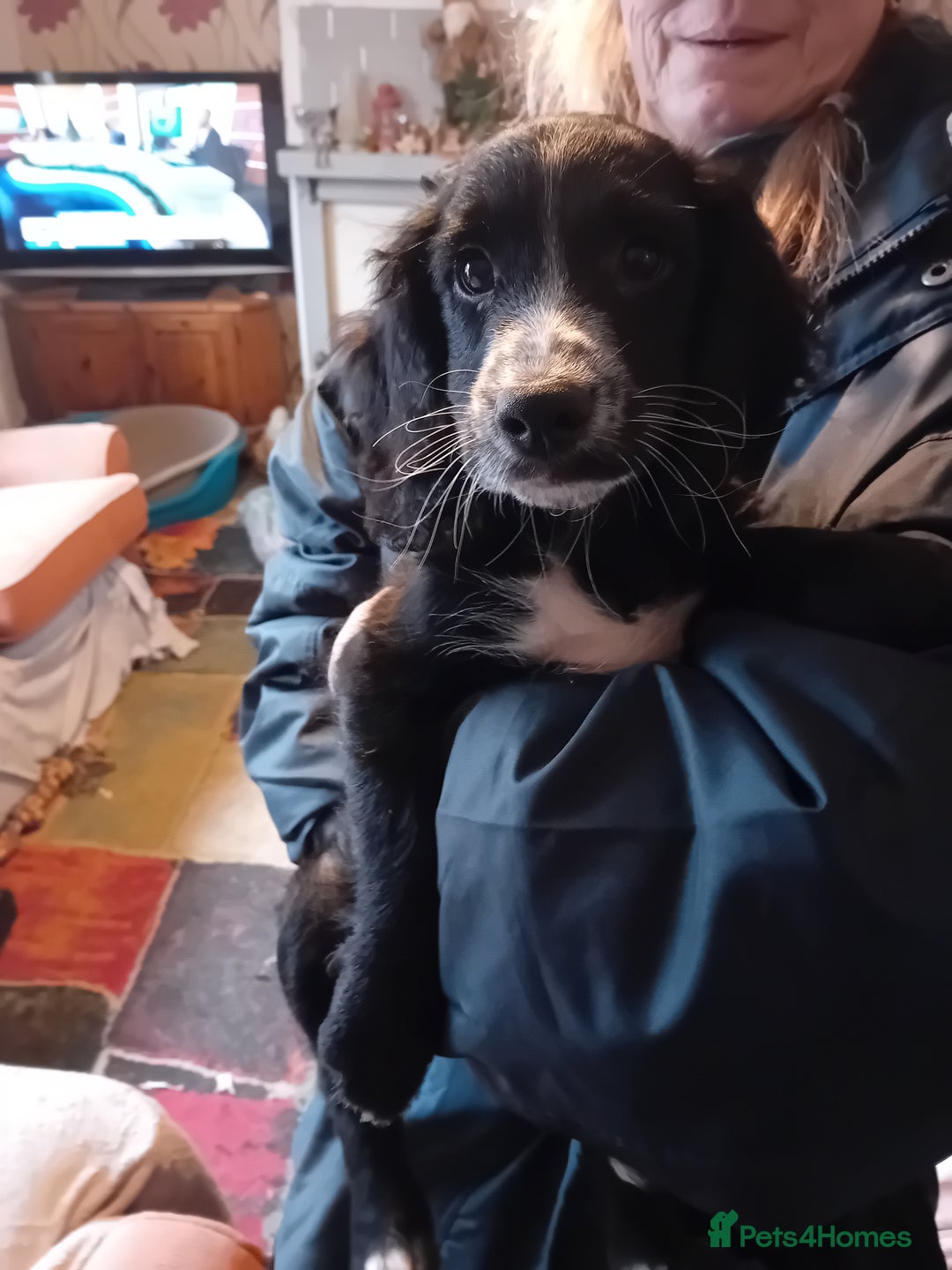 Cockapoo dogs for sale: Cocker × Cockapoo  - Advert 14