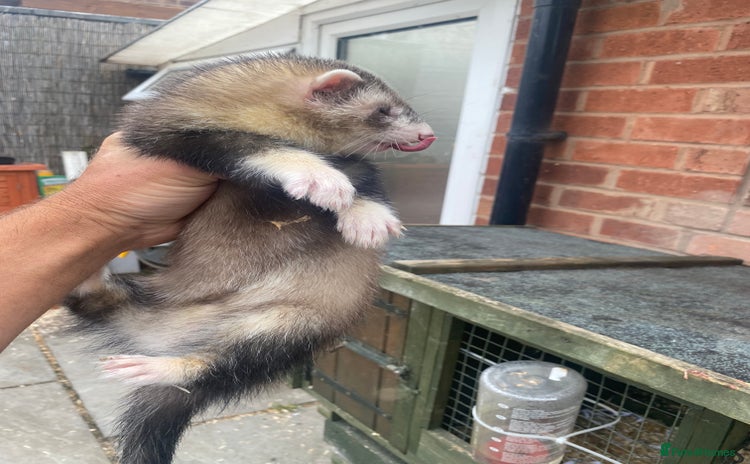 Ferret rodents - Advert 1
