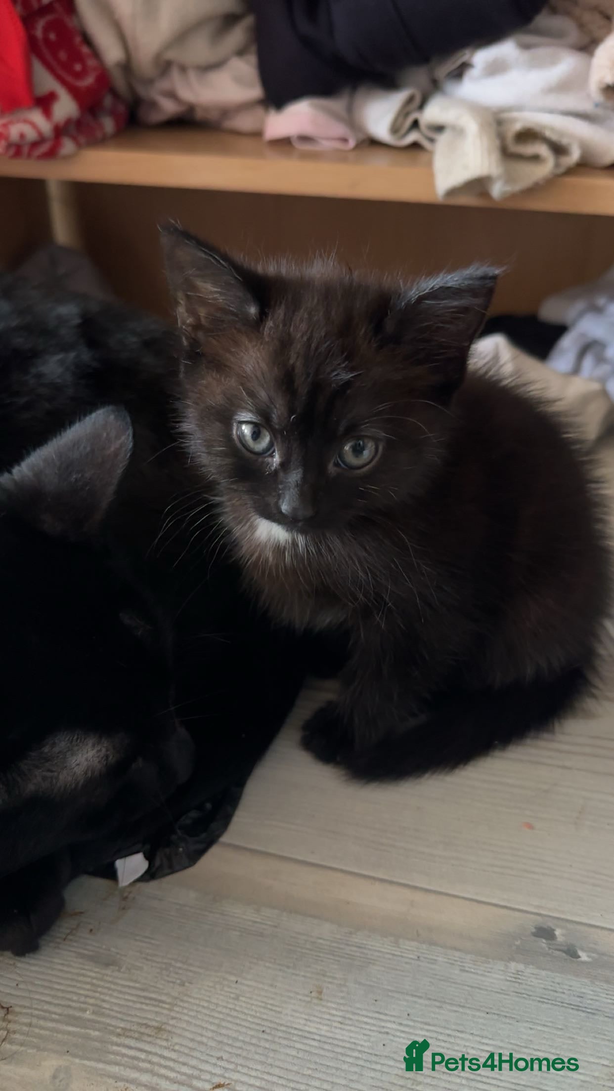 Mixed Breed cats Playful baby boy for sale - Advert 2