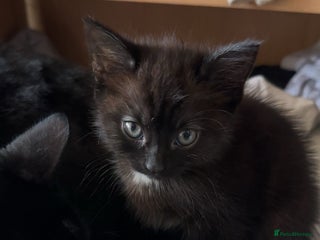 Mixed Breed cats Playful baby boy for sale - Advert 3