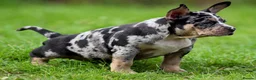 American Bully dogs for sale: READY NOW 9 beautiful ABKC pocket bullies - Advert 15