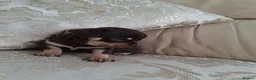 Chihuahua dogs for sale: Chihuahua puppies forsale only Girl puppy left in Hinckley - Advert 4