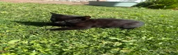Mixed Breed cats for sale: Mum and 3 kittens for sale to good homes - Advert 13