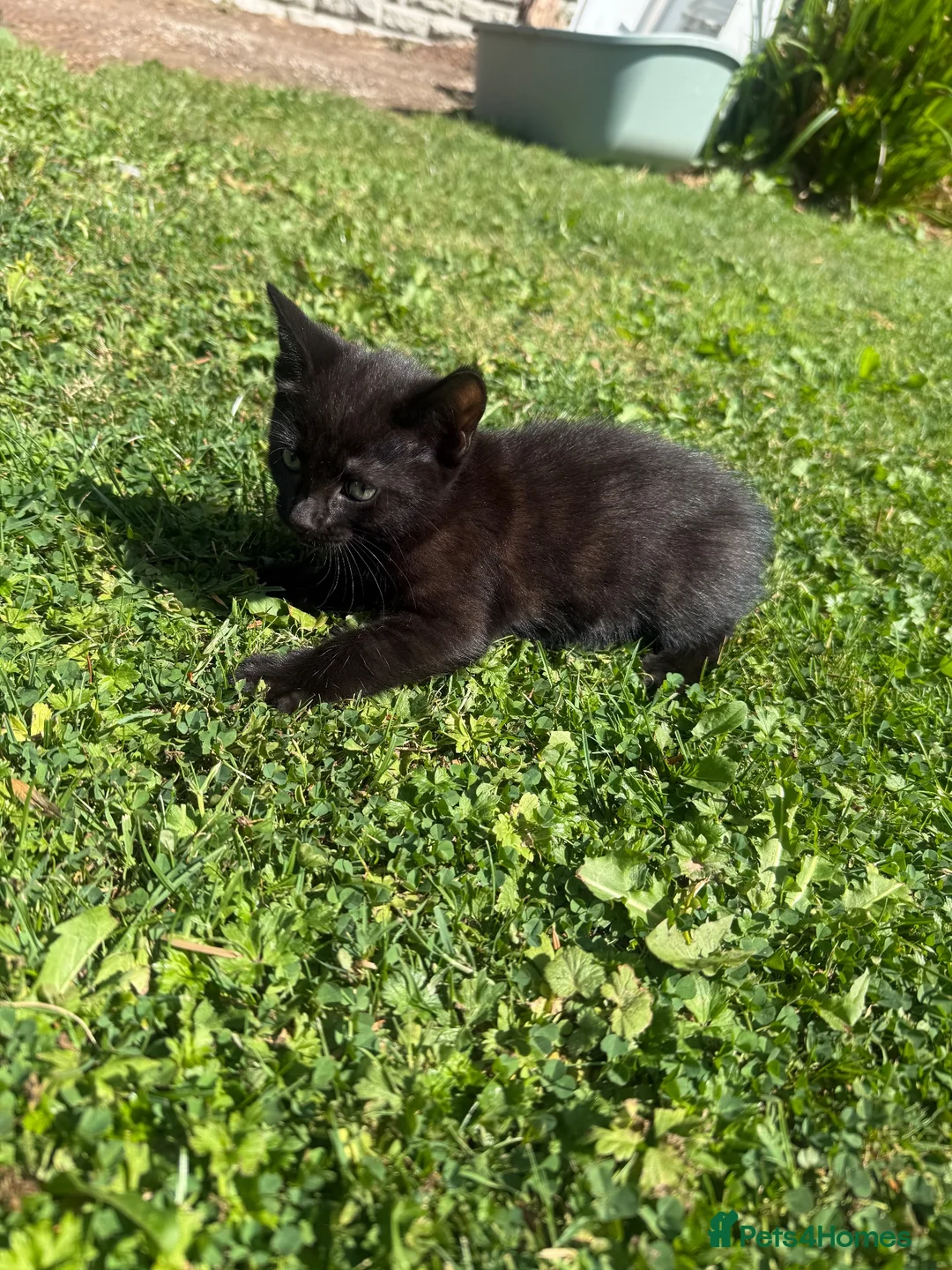 Mixed Breed cats for sale: Mum and 3 kittens for sale to good homes - Advert 13