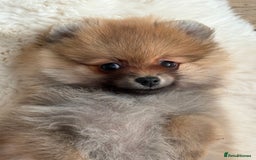Pomeranian dogs for sale: Pomeranian tiny orange female   🧡🍊🐾 - Image 3