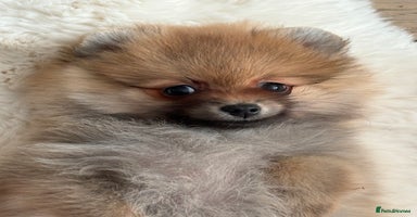 Pomeranian dogs - Advert 4