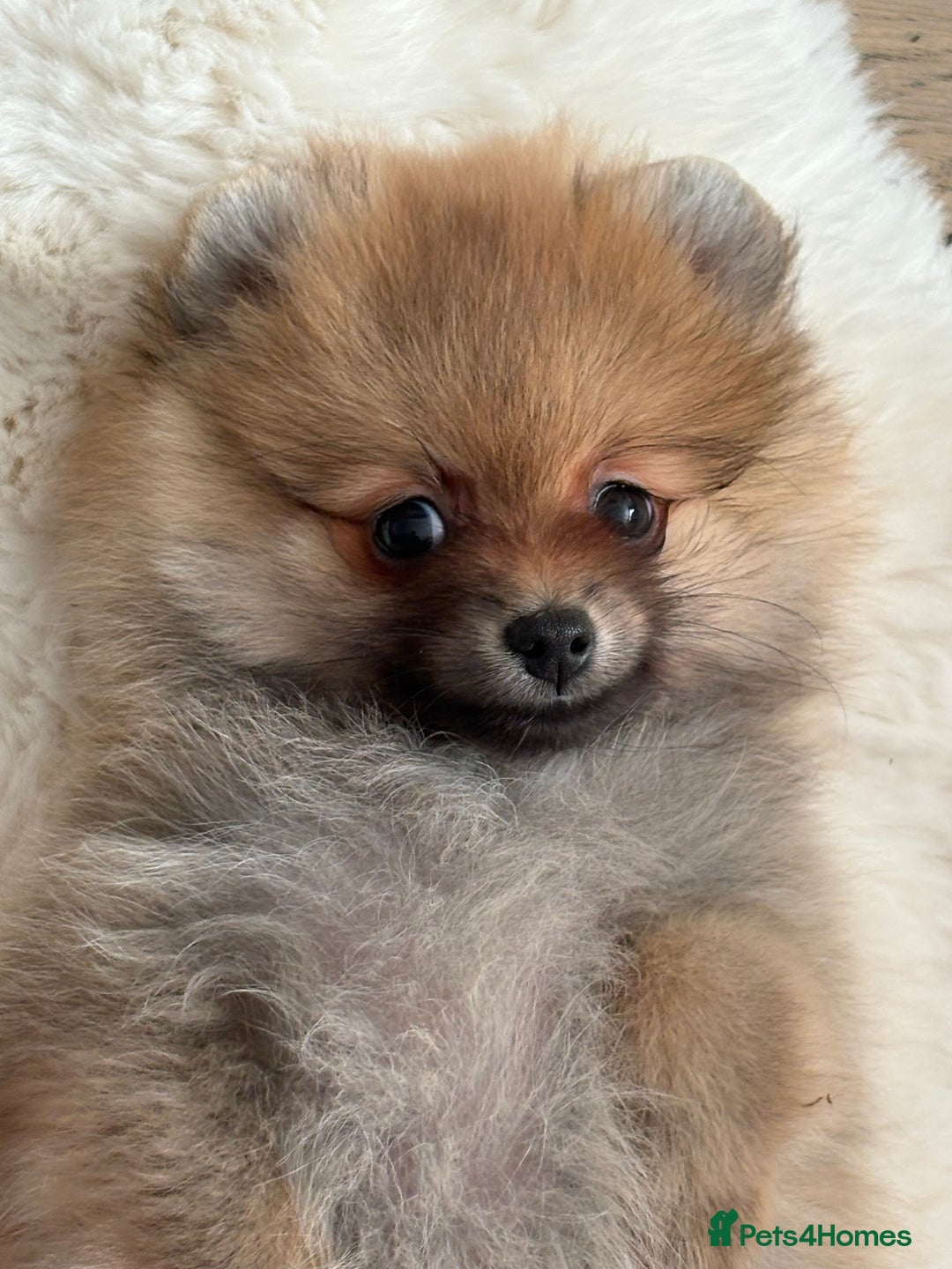 Pomeranian dogs for sale: Pomeranian tiny orange female   🧡🍊🐾 - Image 3