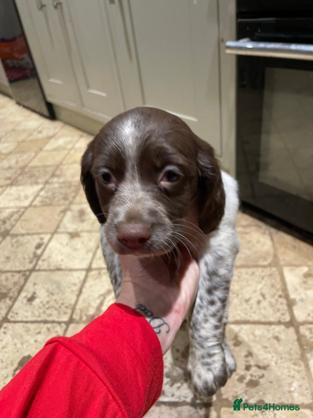 Mixed Breed dogs for sale: Mixed spaniels  - Advert 3