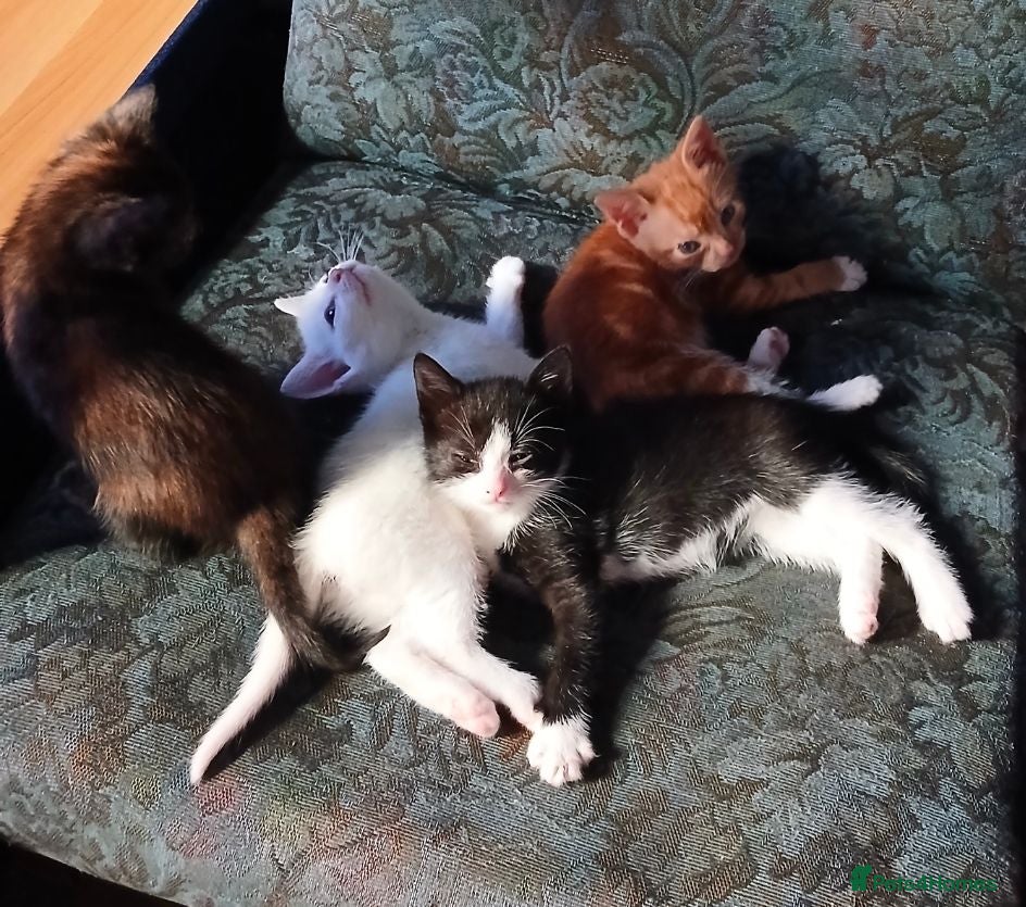 Mixed Breed cats kittens available  - Advert 15