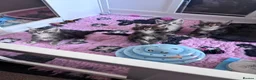 Maine Coon cats for sale: Stunning TICA Registered Mainecoons - Advert 5