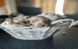 Miniature Dachshund dogs for sale: Beautiful miniature dachshund puppies for sale.  - Image 11