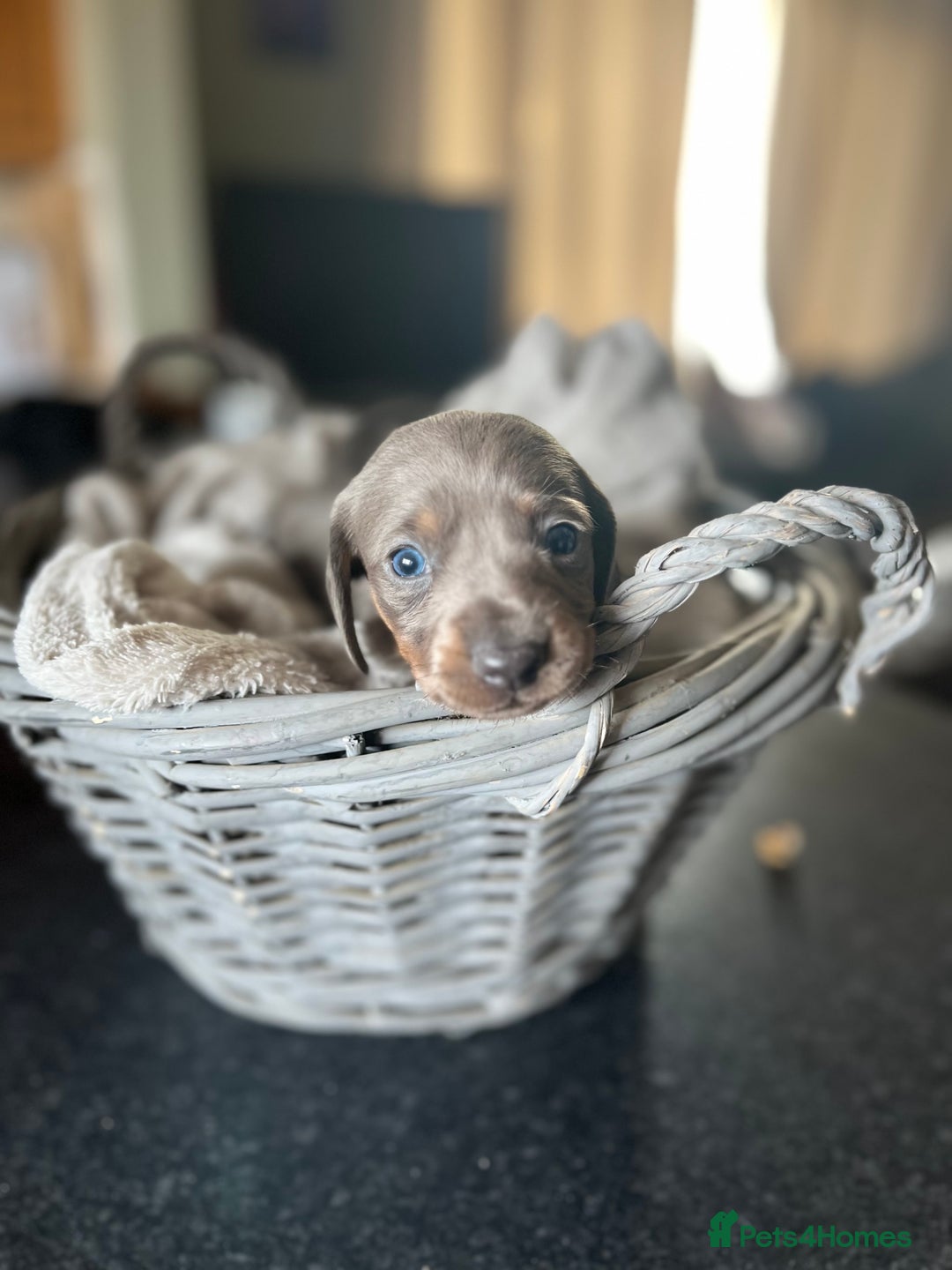 Miniature Dachshund dogs for sale: Beautiful miniature dachshund puppies for sale.  - Image 11