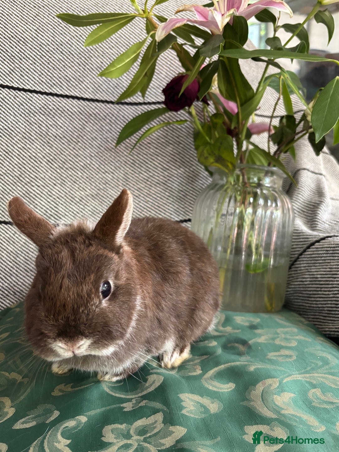 Netherland Dwarf rabbits for sale:  🌼(1yo) pedigree ND not-spayed free roam🌼 in Harrow - Image 9