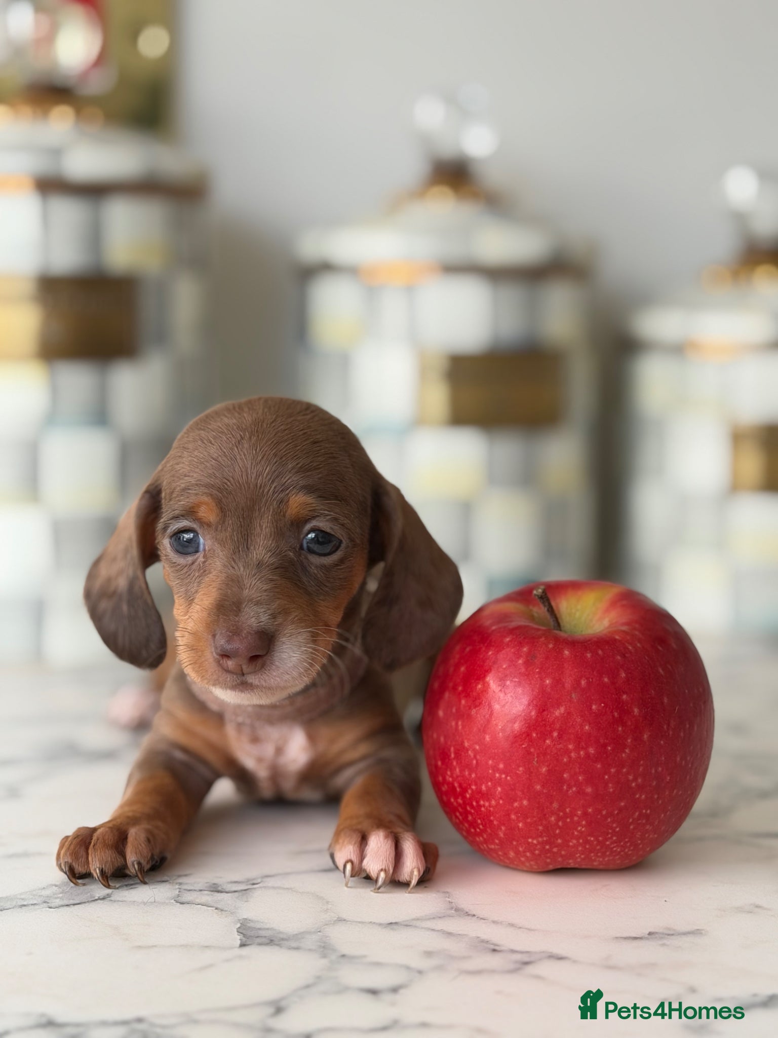 Miniature Dachshund dogs Super Miniature dachshund for sale 🦴🐶🐾🐾 - Advert 1
